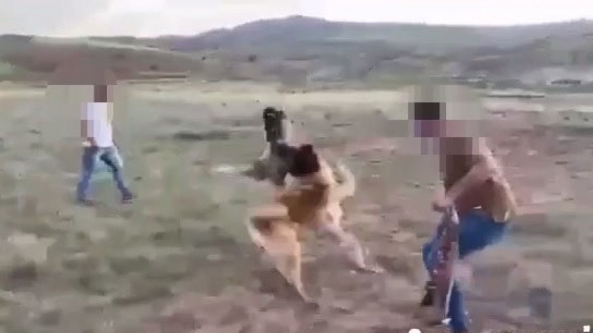 Sivas'ta köpekleri dövüştürenler hakkında suç duyurusu