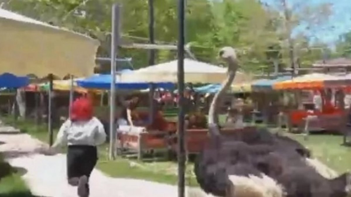 Aksaray'da barınağından kaçan deve kuşu, kadın müşteriyi kovaladı