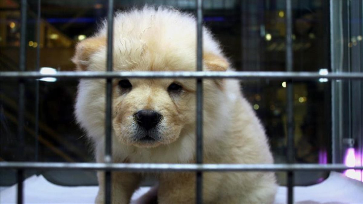 Pet shoplarda, vitrinde hayvan satışı yasağına sayılı günler kaldı