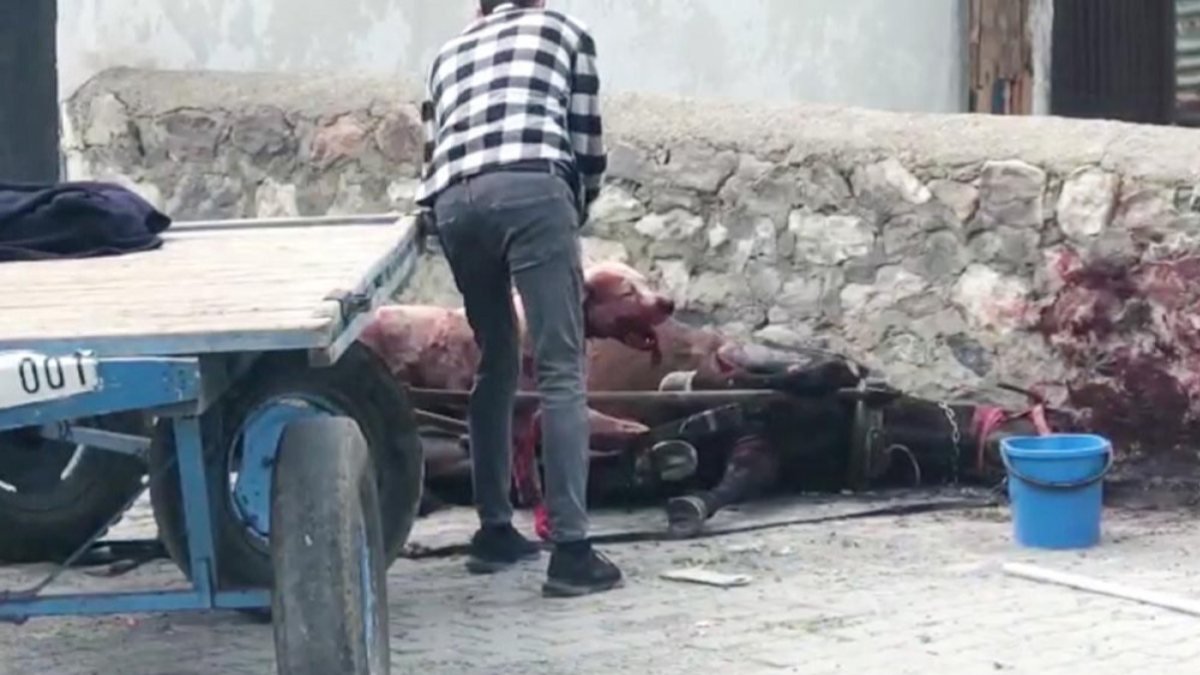 Ardahan'da yasaklı ırk köpeğin saldırdığı at ağır yaralandı