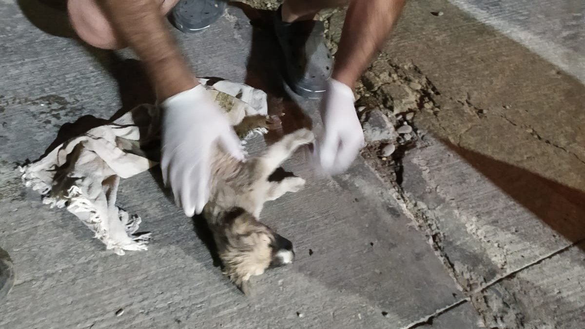 Kilis'te kuyuya düşen yavru köpeği itfaiye kurtardı
