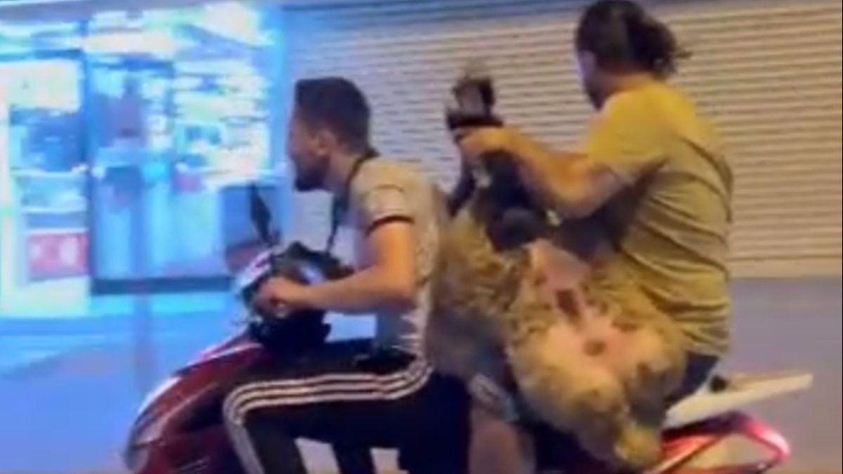 İstanbul'da motosiklette koyun taşıdılar
