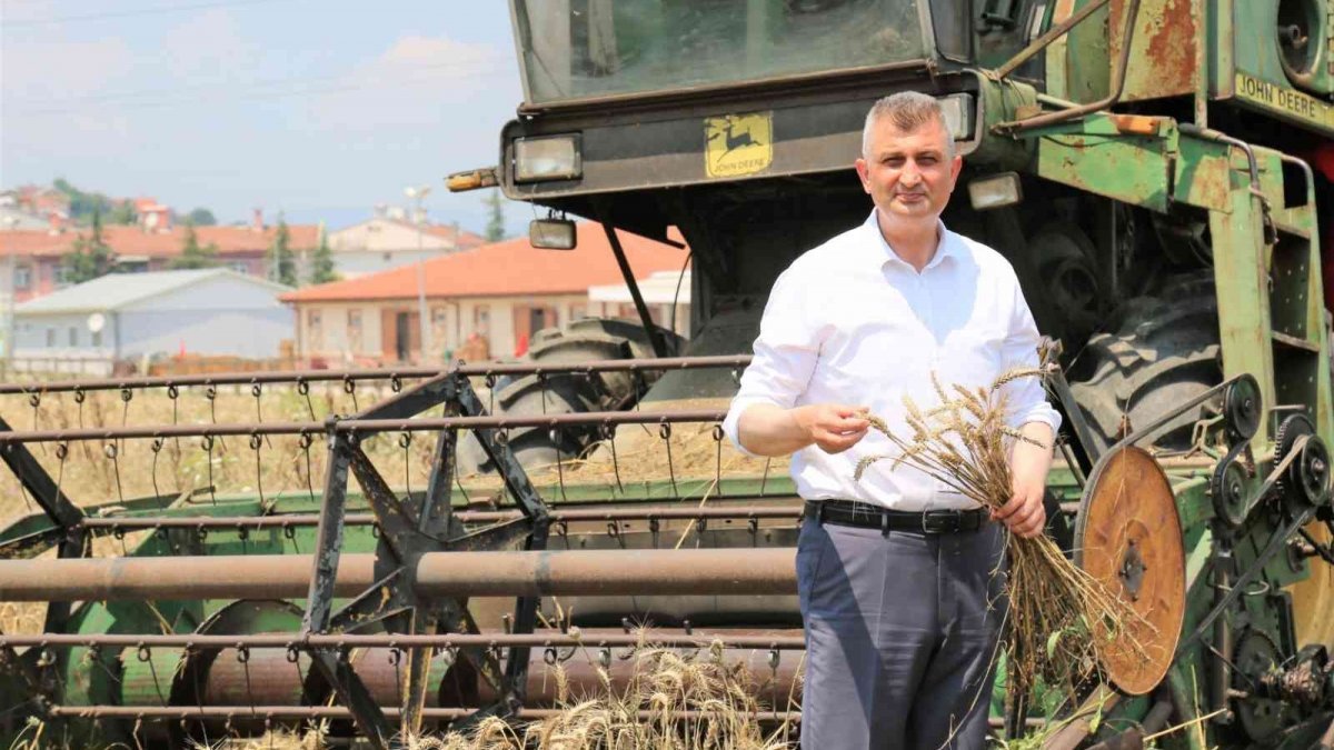 Kocaeli'de boş araziden 20 ton buğday hasat edildi