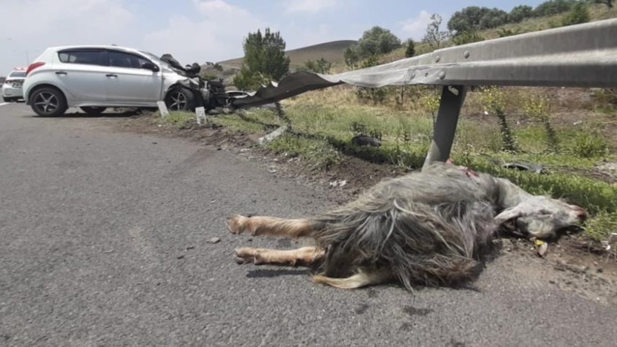 Ankara'da kaçan kurbanlık trafik kazasına neden oldu