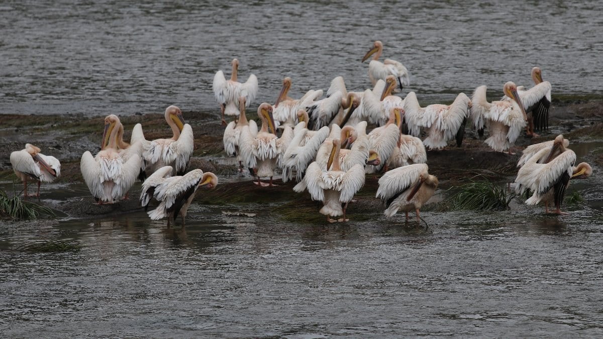 Afrika’dan Anadolu’ya göç eden pelikanlar Yeşilırmak’ta görüldü