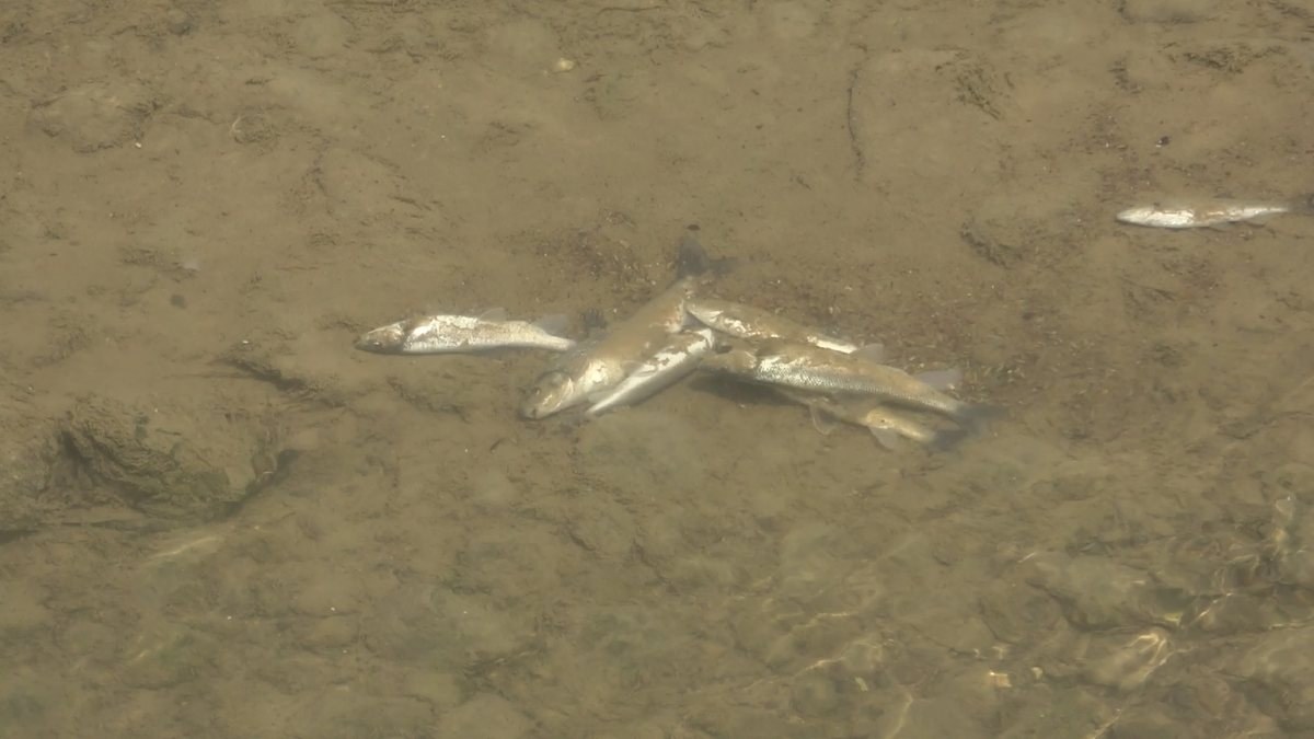 Harşit Çayı'nda balık ölümleri görüldü