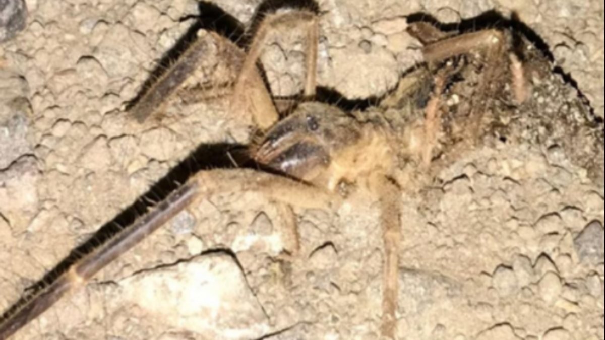 Kayseri'de 'Sarıkız' örümceği görüldü
