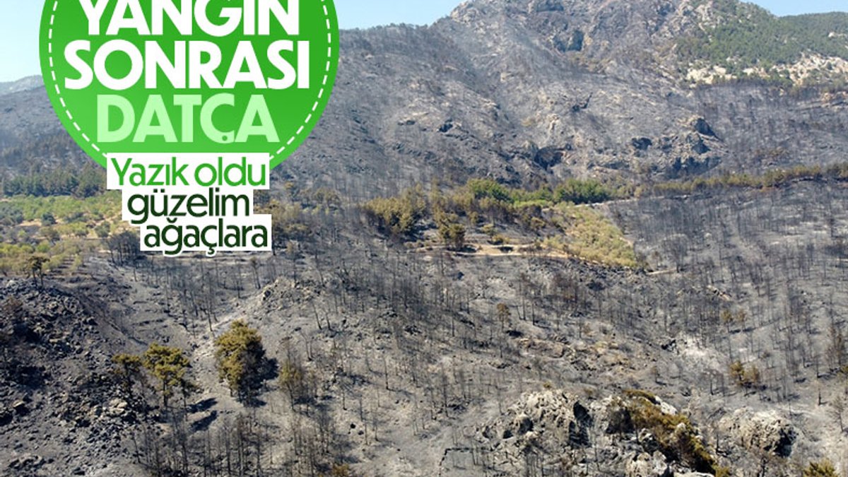 Datça’da yanan ormanlık alanın son hali