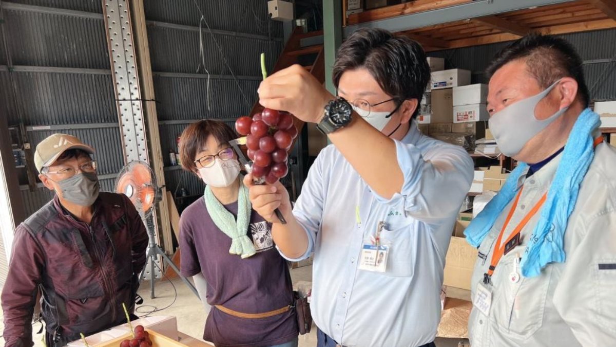 Japonya'daki özel üretim üzümlerin salkımı 10 bin 800 dolar