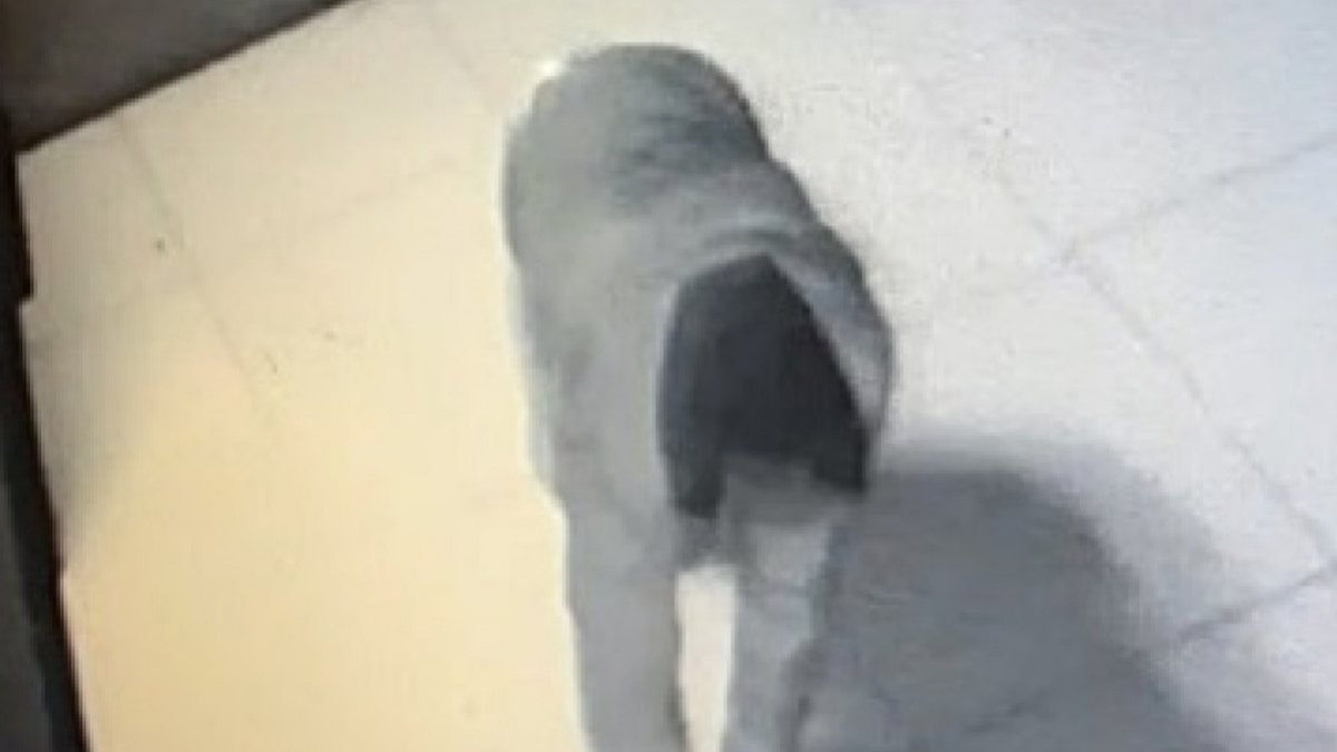 Düzce'de hırsız, kameralara yakalanmamak için yerde süründü
