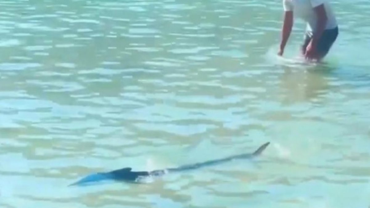 Marmaris'te bir kişi sahilde gördüğü balığı eliyle yakaladı