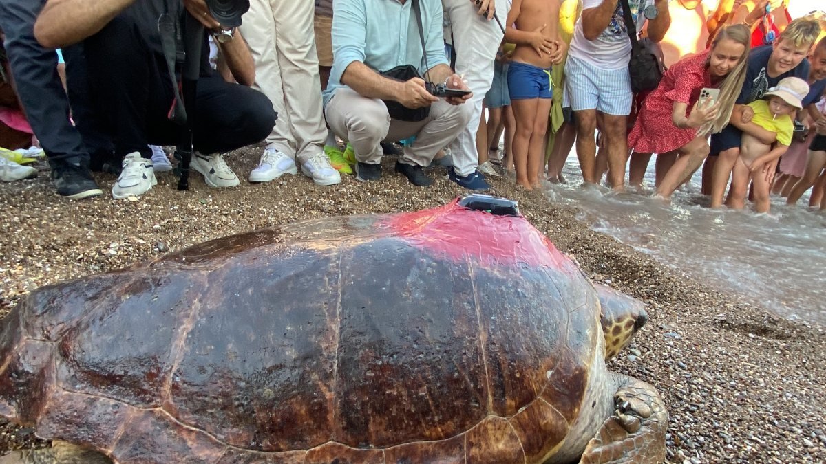 Antalya'da tedavisi tamamlanan kaplumbağaya uydu cihazı takıldı