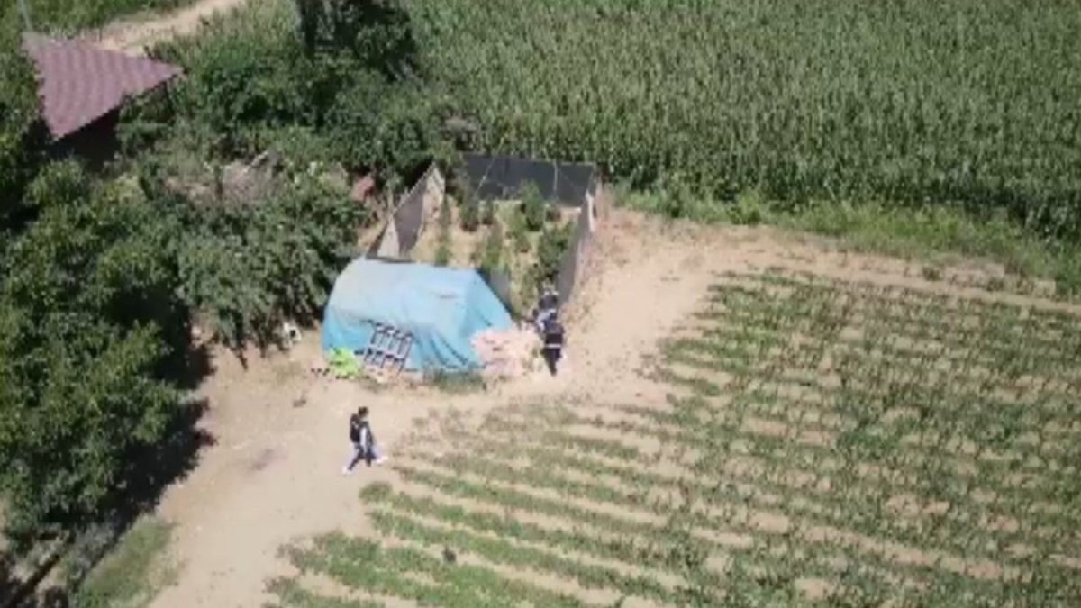 İzmir’de uyuşturucu tarlaları drone yardımıyla tespit edildi