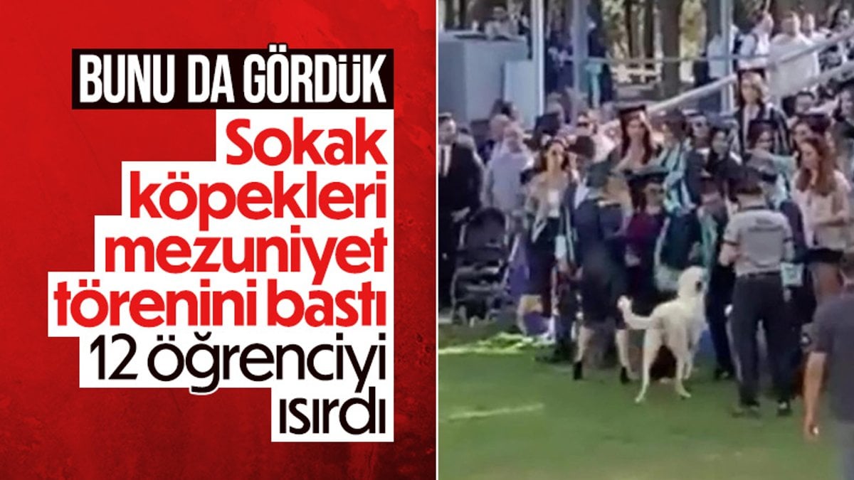 İzmir'de üniversite mezuniyetinde başıboş köpek saldırısı