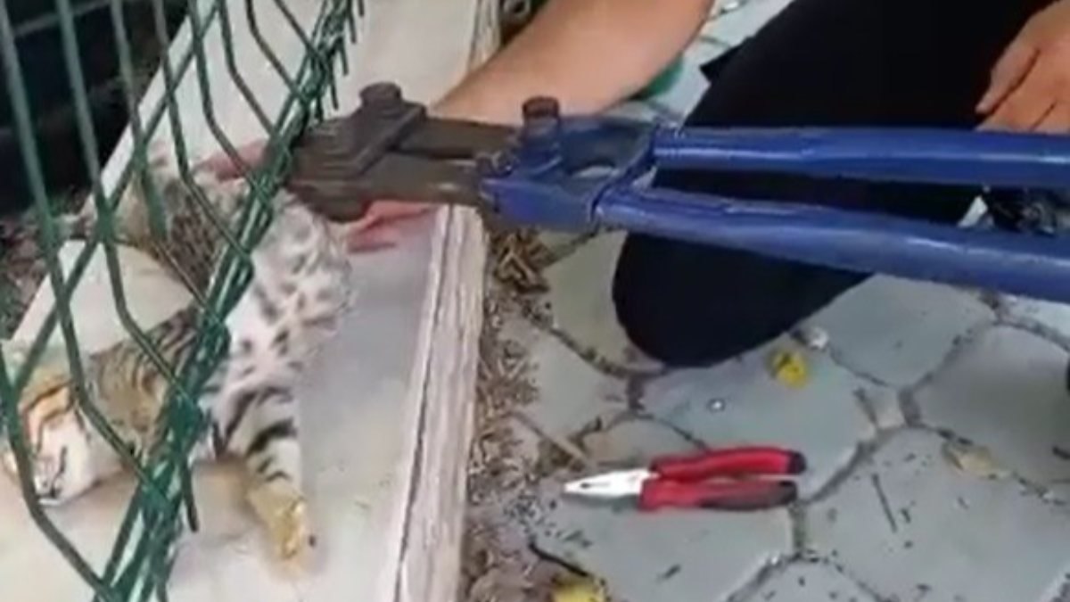Aydın'da sitenin tel örgüsüne sıkışan kediyi itfaiye ekipleri kurtardı