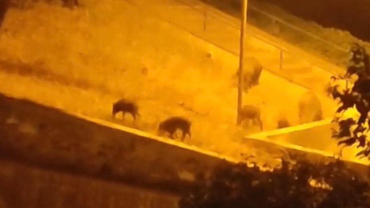 Bursa'da yemek arayan domuz sürüsü şehre indi