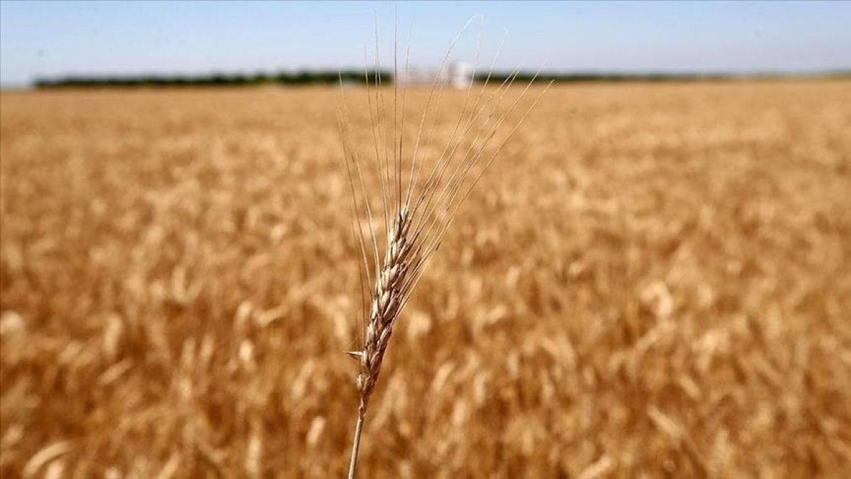 Tahıl Koridoru'nun buğday fiyatlarını düşürmesi bekleniyor