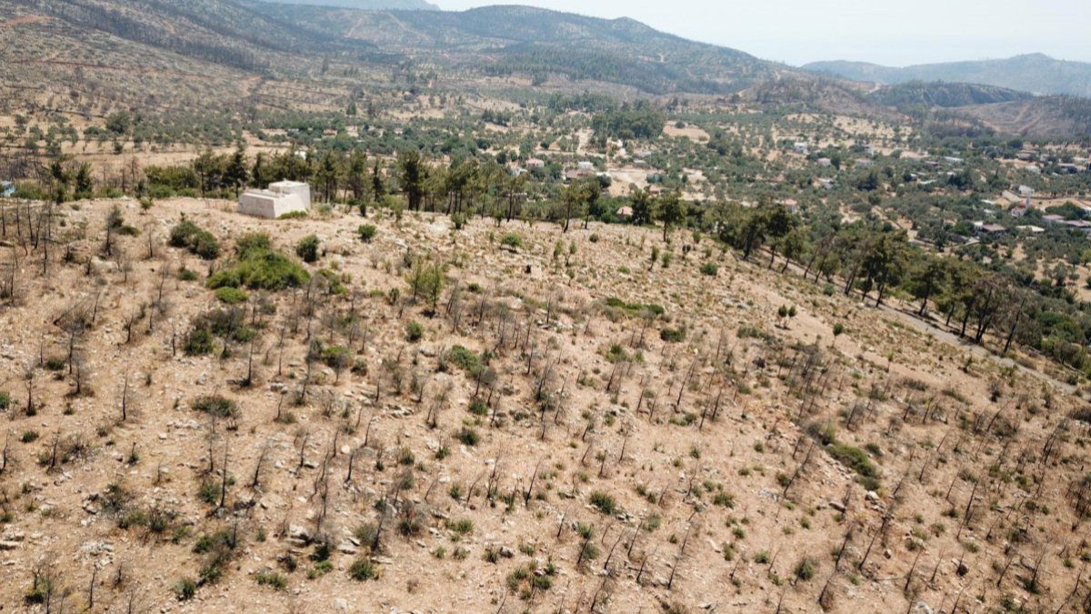 Muğla'da geçen yıl yanan tepeler yeşeriyor