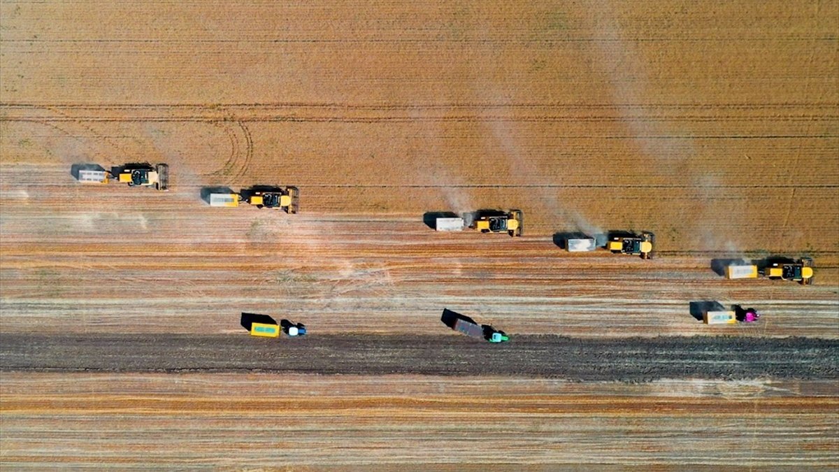 Muş Ovası'ndan buğday rekoltesi beklentisi 375 ton
