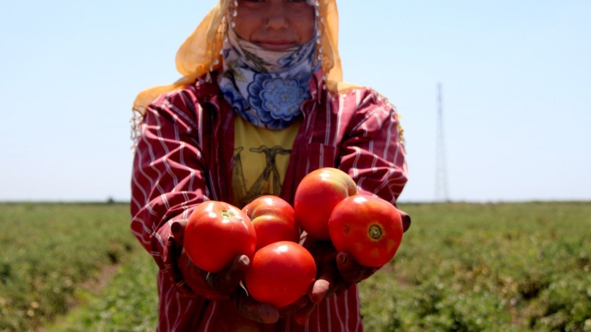 Adana'da domatesin son hasadı 3,5 TL'ye satıldı