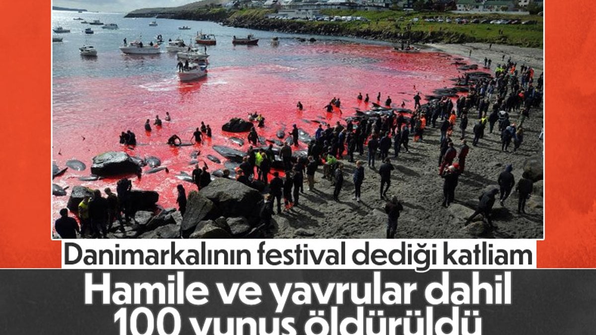 Faroe Adaları'nda gelenek diye 100 şişeburunlu yunus katledildi