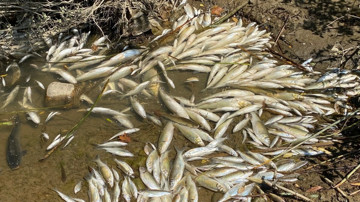 Bartın'da yüzlerce balık kıyıya vurdu