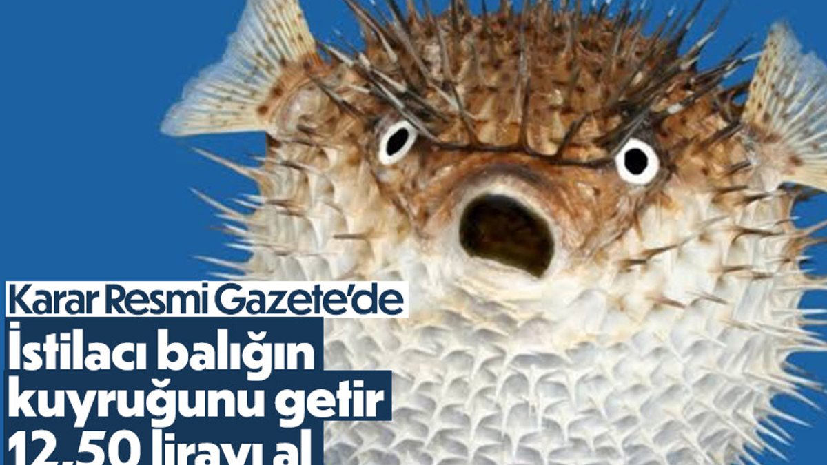 Balon balığı avcılığının desteklenmesi hakkında karar Resmi Gazete'de