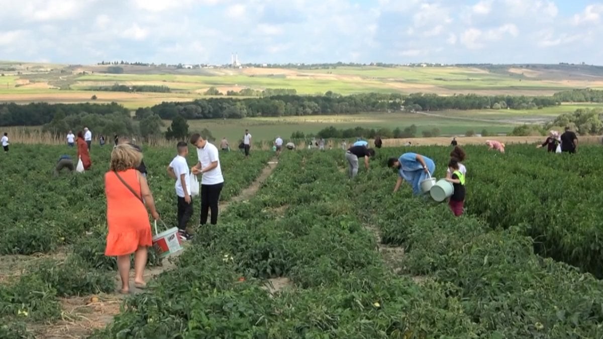 İstanbul'un göbeğindeki tarlalardan sebze topluyorlar