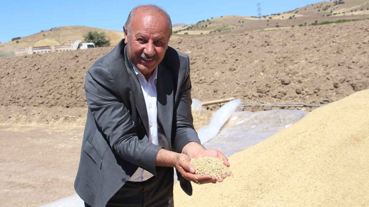 Sivas’ta buğday hasadı: Ambarlara sığmadı