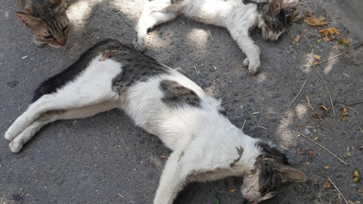 Manisa'da 15 kedi ve 1 köpek ölü bulundu