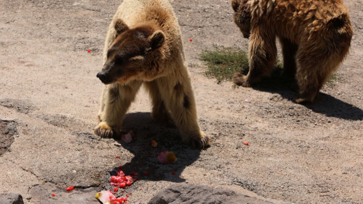 Gaziantep Hayvanat Bahçesi'ndeki canlılar buzlu kokteylle serinliyor