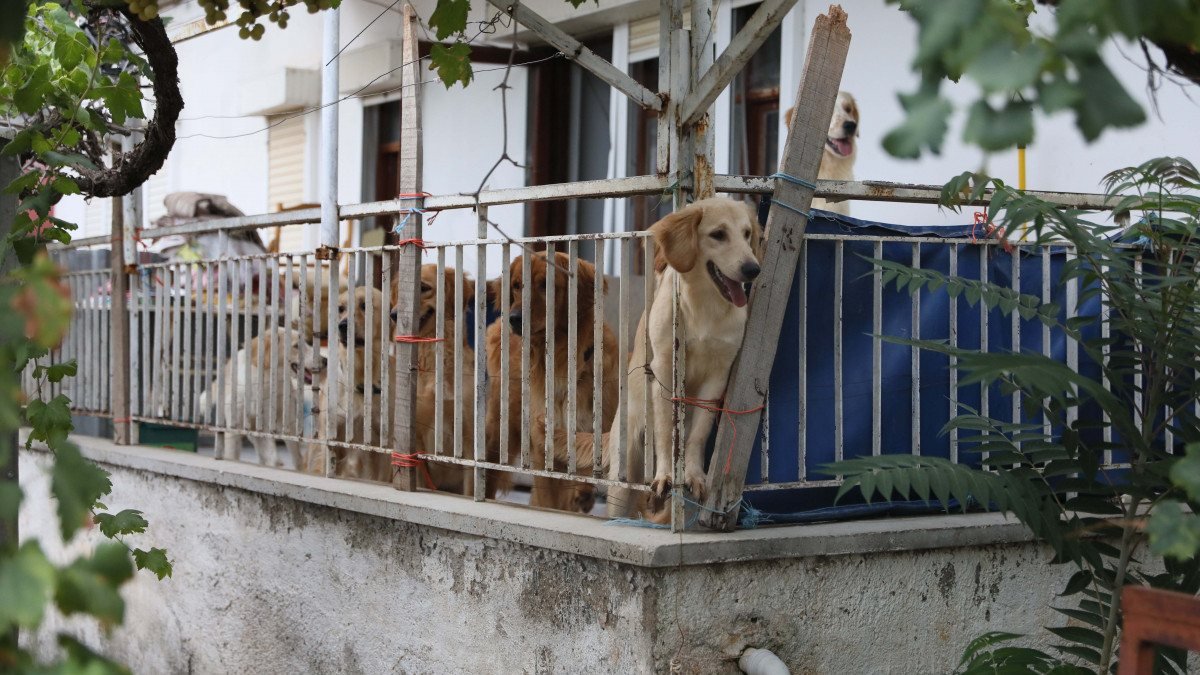 Antalya'da mahalleli evindeki 17 köpeğe eziyet eden kadından şikayetçi