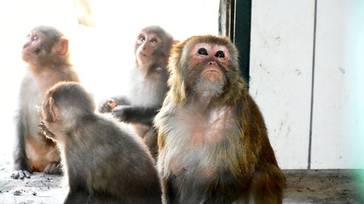 Malatya'da yavru maymunlara 