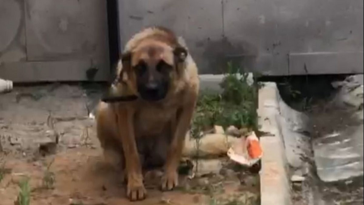 Trabzon'da, bekçiyi ısıran köpek gözaltına alındı