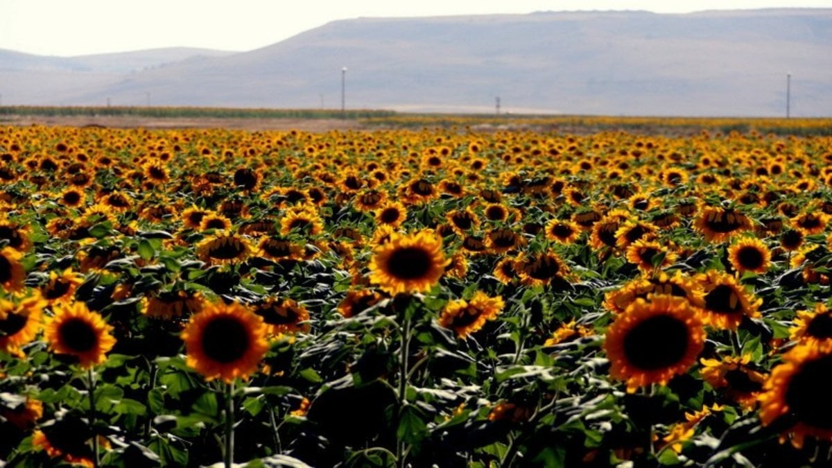 Erzurum'da ayçiçeği tarlalarında yüzde yüzlük artış yaşandı