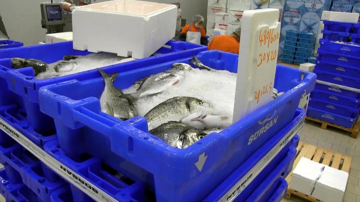 Muğla'dan balık ihracatında 7 ayda 463 milyon dolarlık gelir elde edildi