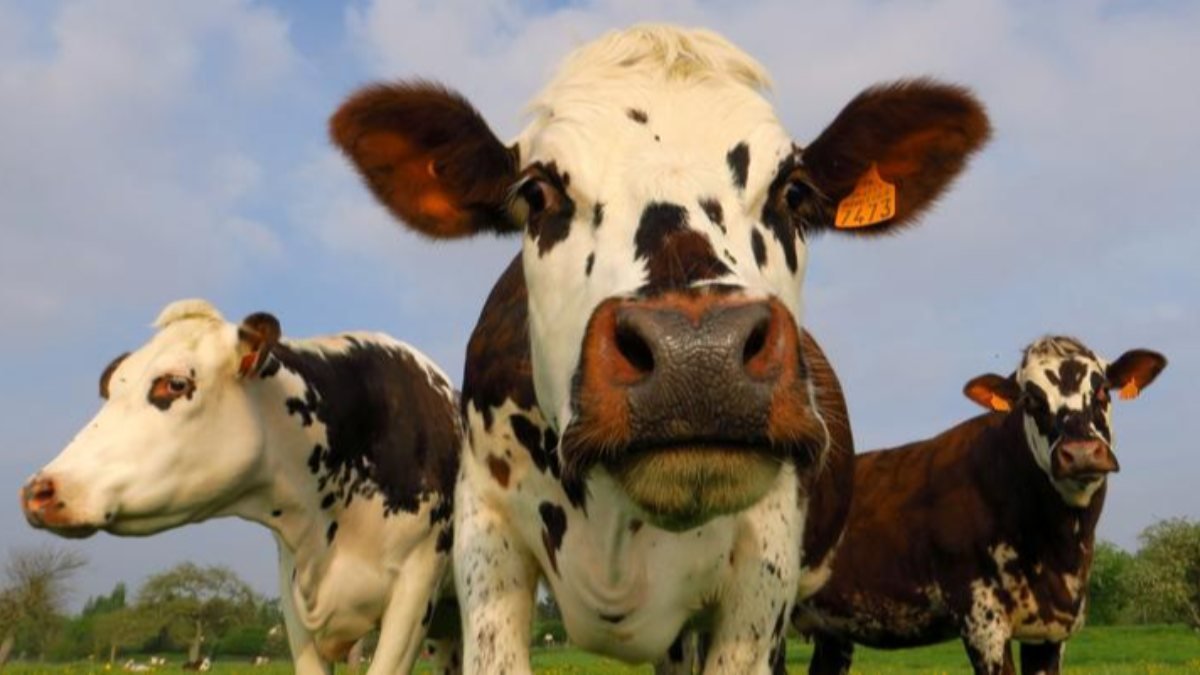 Fransız çiftçi, ineklerinden dolayı 4G antenini söktü