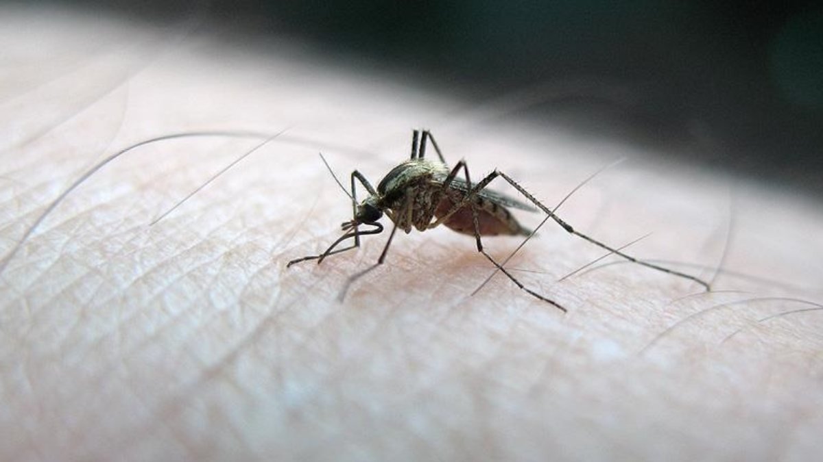 Bilim insanları, sivrisineklerin insan kokusunu nasıl ayırt ettiğini buldu