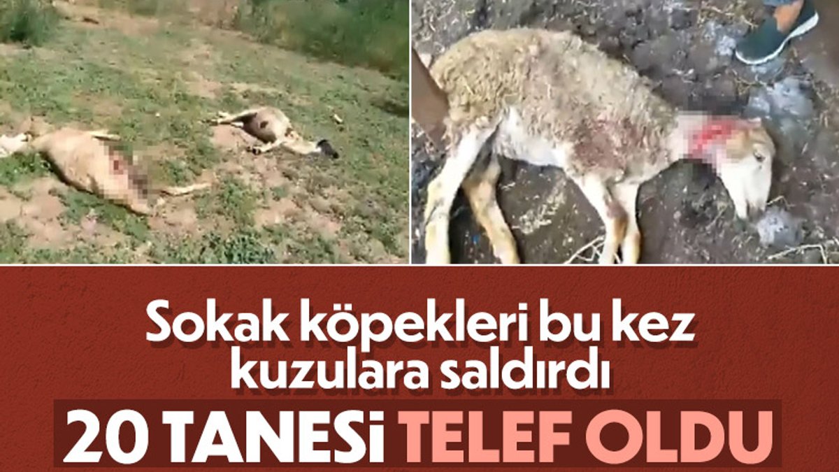 Aydın'da sokak köpekleri 20 kuzuyu parçalayarak telef etti