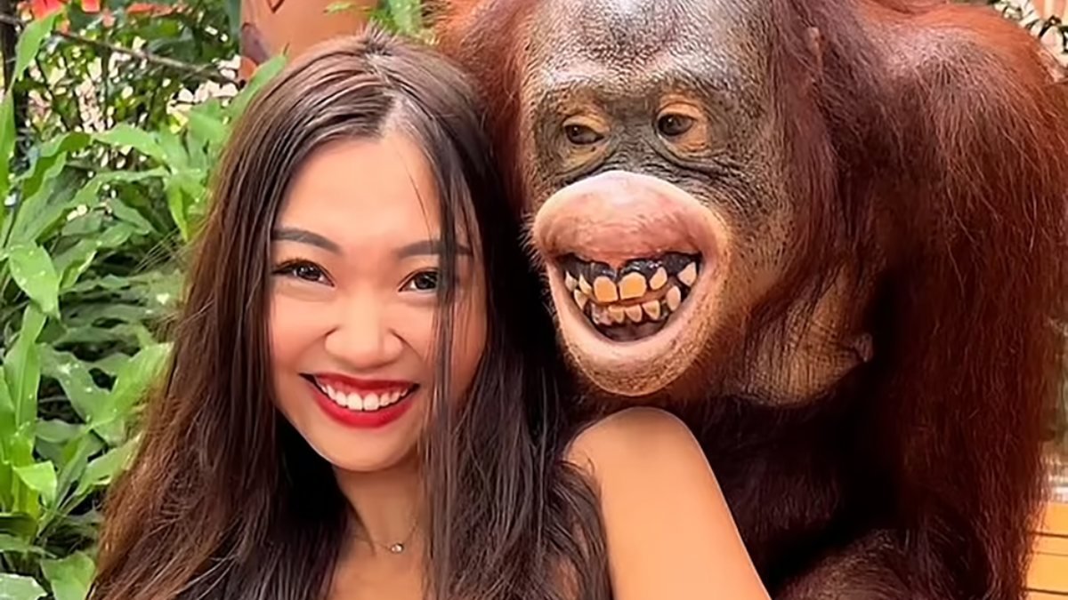 Tayland'da orangutan, kadın turisti taciz etti