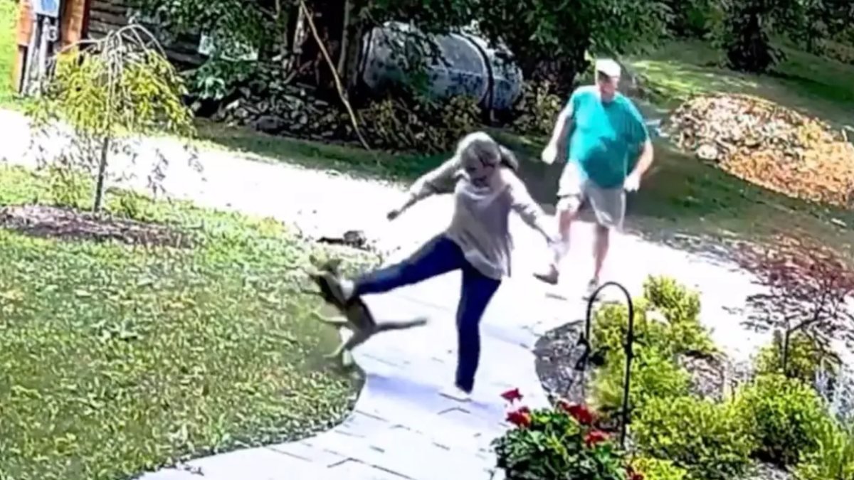 ABD'de kuduz tilkinin kadına saldırma anları kamerada