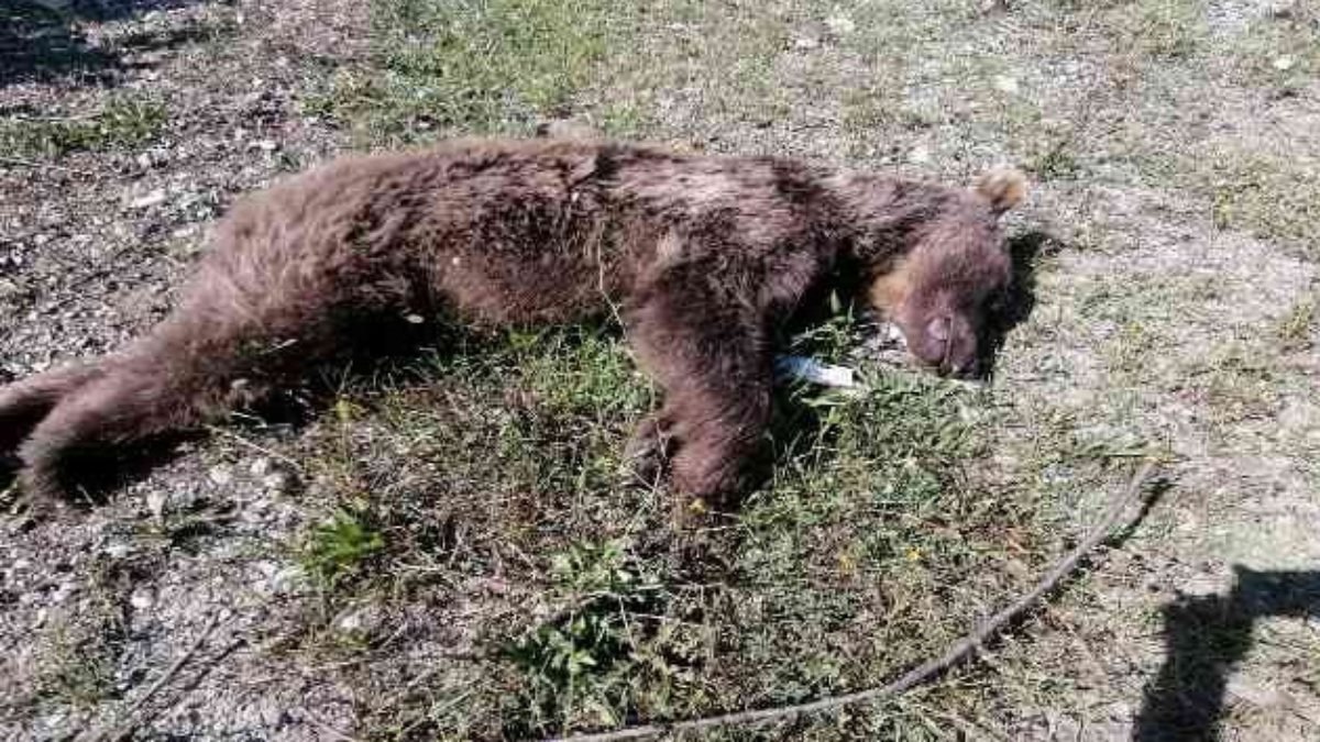 Zonguldak'ta kamyonetin çarptığı ayı öldü