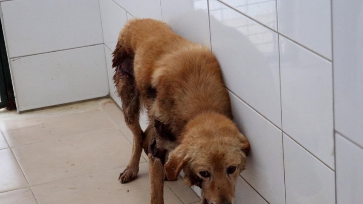 Bolu'da köpeği araca bağlayarak sürükleyen şahsa para cezası