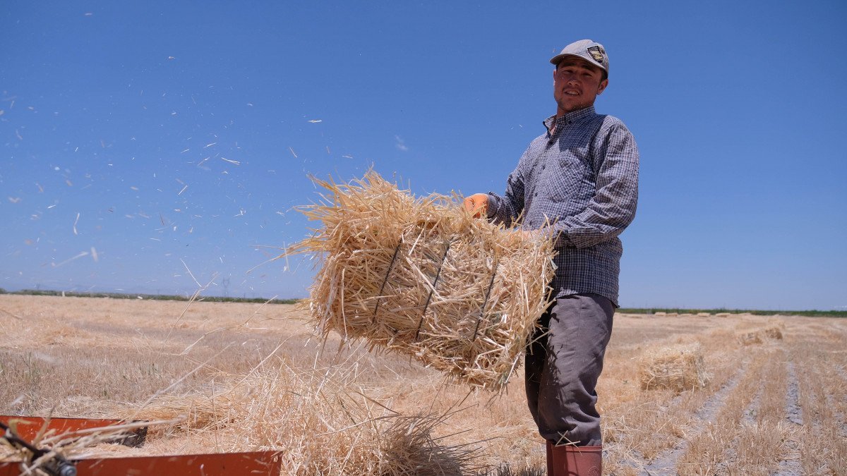 Konya'da tahıl hasadı 2,2 milyon ton oldu