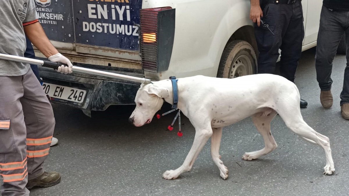Denizli'de köpek, görevi başındaki polisi ısırdı