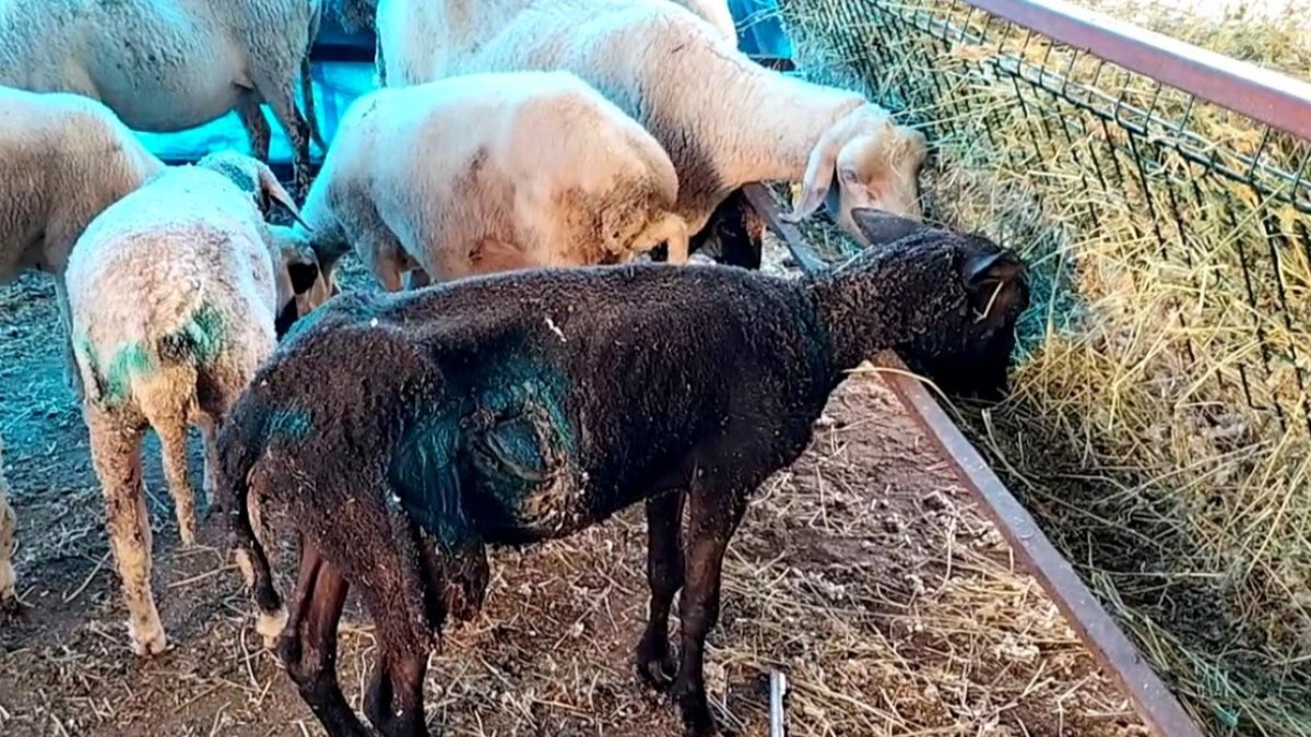 Osmaniye’de sokak köpekleri, çiftlikteki 11 koyunu telef etti
