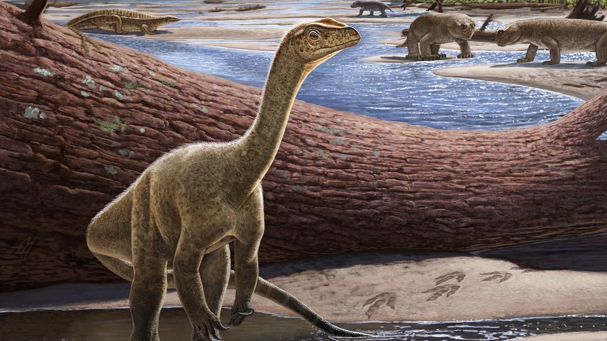 200 milyon yıllık dinozor fosili bulundu