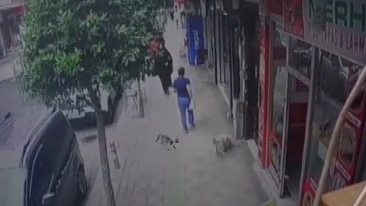 Güngören'de sokak kedisi sahipli köpeğe saldırdı