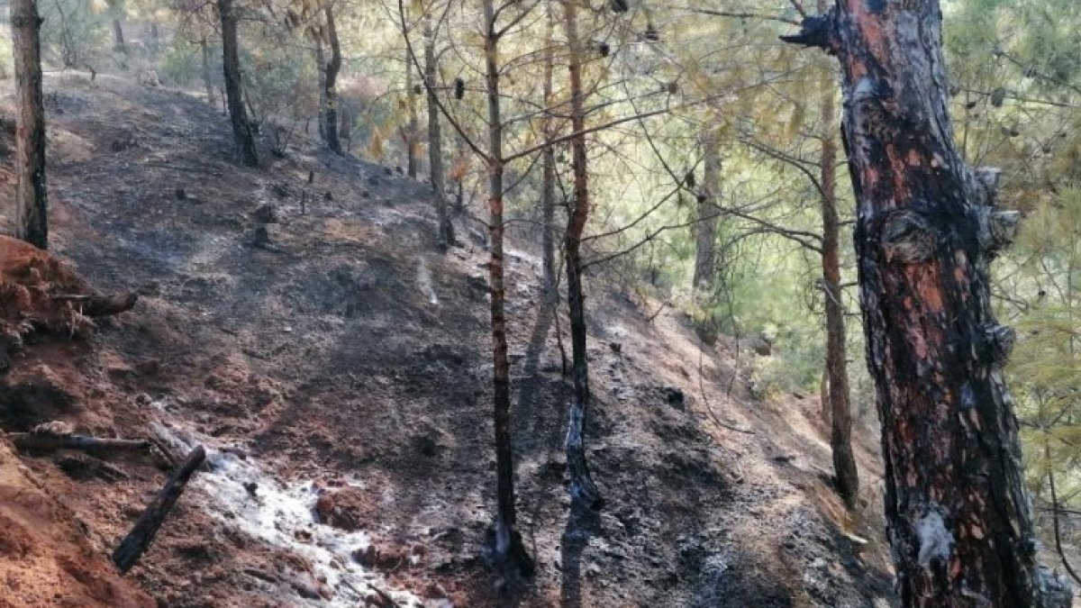 Hatay’da ormanlık alanda yangın
