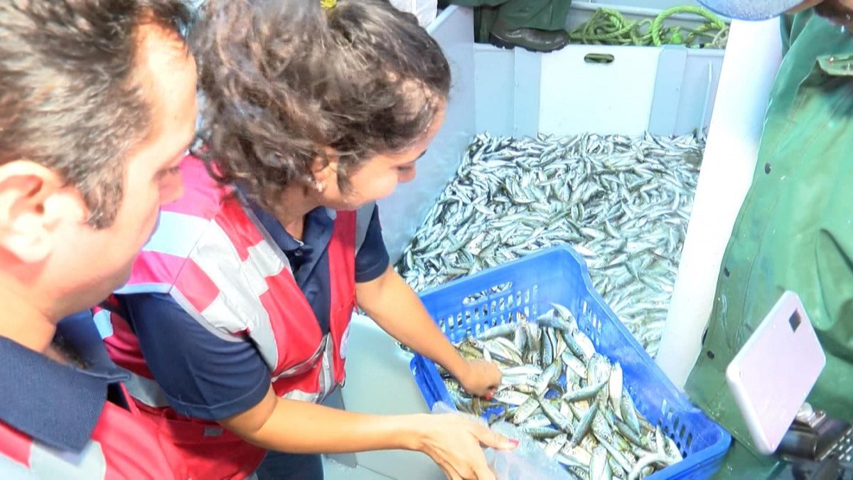 Marmara Denizi'nde avlanan balıklar denetlendi